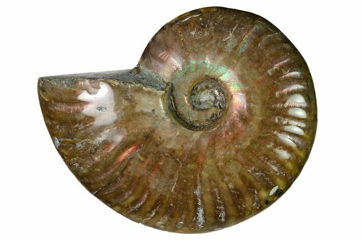 Red Flash Ammonite Fossil - Madagascar #151672